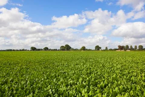 Yorkshire sugar beet Foto stock