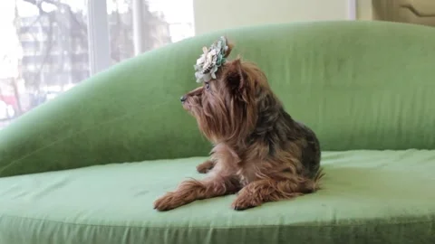 Yorkshire Terrier 1 Stock Footage 165674236