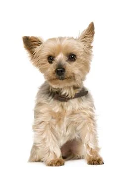 Yorkshire Terrier (10 years) Stock Photos