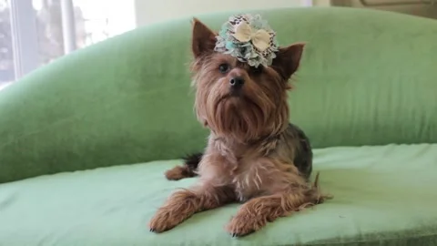Yorkshire Terrier 2 Stock Footage 165674172