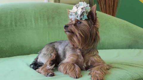 Yorkshire Terrier 3 Stock Footage 165674185