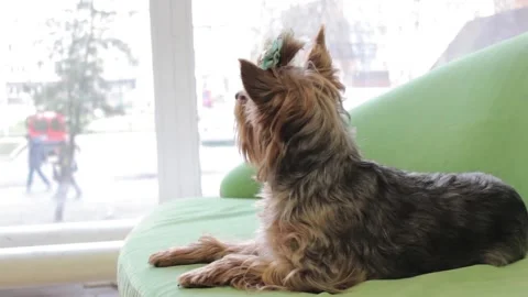 Yorkshire Terrier 4 Stock Footage 165674342
