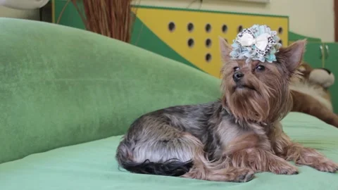 Yorkshire Terrier 5 Stock Footage 165674213