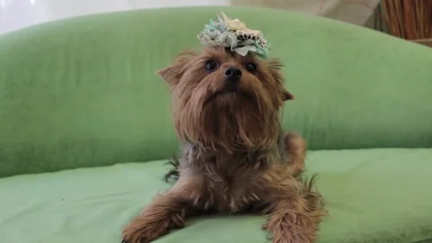 Yorkshire Terrier 6 Stock Footage 165674274