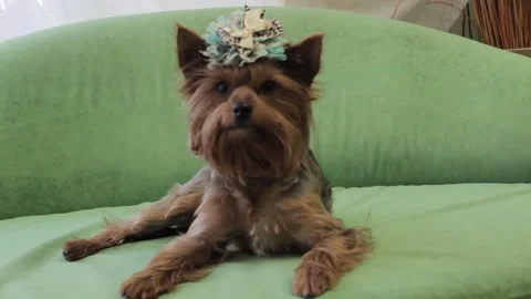 Yorkshire Terrier 7 Stock Footage 165674320