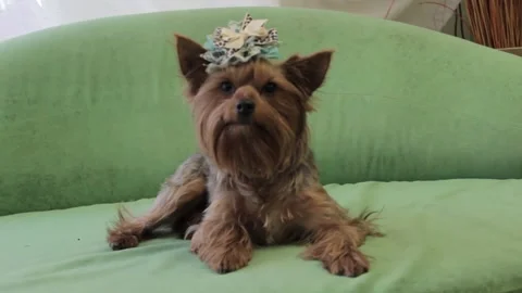 Yorkshire Terrier 8 Stock Footage 165674299