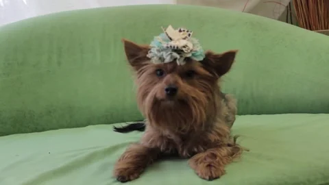 Yorkshire Terrier 9 Stock Footage 165674305