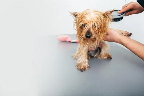 Yorkshire Terrier after bathing Photos