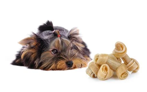 Yorkshire Terrier and Artificial a bone on white background Stock Photos