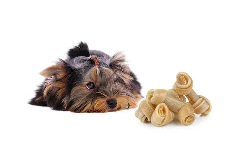 Yorkshire Terrier and Artificial a bone on white background Stock Photos