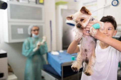 Yorkshire terrier with bandaged paw in hands of teenager at veterinary clinic Stock Photos