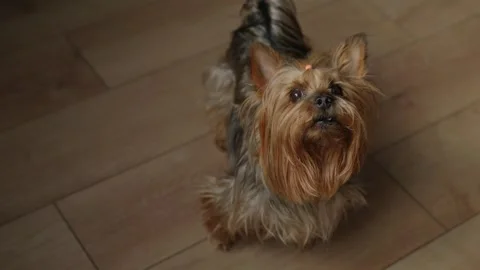 Yorkshire Terrier Barking and Looking Up Indoors, Small Dog at Home Stock Footage 329889579