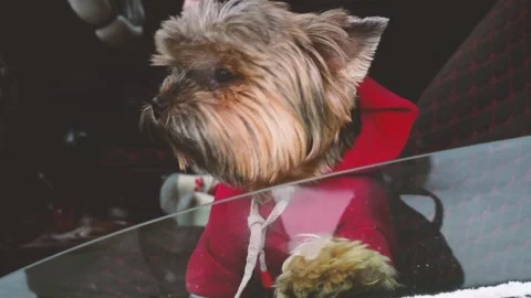 Yorkshire Terrier Barks While Sitting In Car Slow Mo Stock Footage 303066697