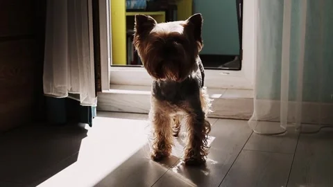 Yorkshire Terrier bathed in sunlight stands indoors. Yorkie doggy Stock Footage 307699691