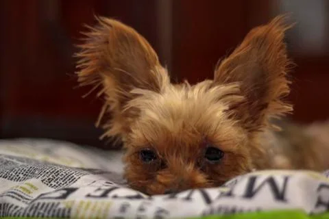Yorkshire Terrier on bed Stock Photos