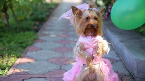 Yorkshire Terrier in the bride's groom Stock Footage 83396545