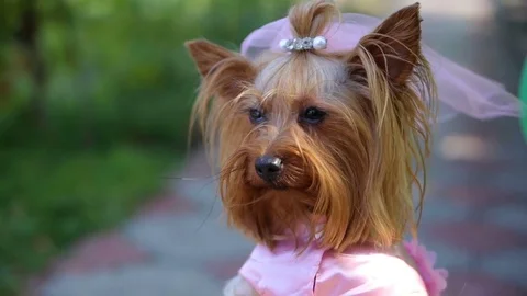 Yorkshire Terrier in the bride's groom Stock Footage 83396765