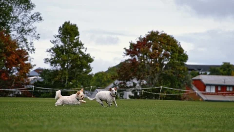 Yorkshire Terrier chasing Jack Russell on green field in super slow motion Stock Footage 90359191
