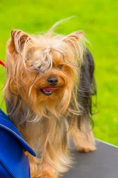 Yorkshire Terrier Close-up Stock Photos