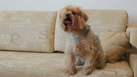 Yorkshire terrier on couch Stockbeeldmateriaal 89321471