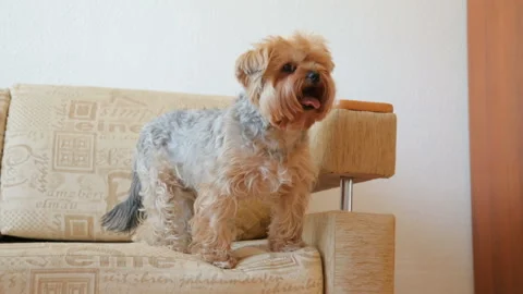 Yorkshire terrier on couch Stock Footage 89321602