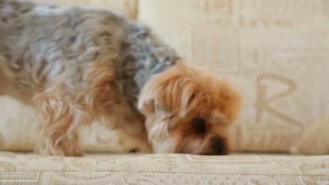Yorkshire terrier on couch Stock Footage 89321709