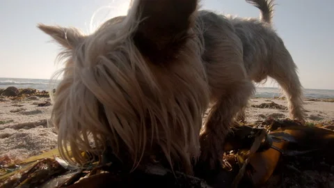 Yorkshire Terrier dog digging through seaweed at the beach to find stick Stock Footage 138336499