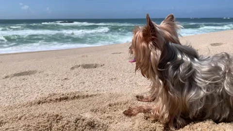 Yorkshire Terrier dog lying on beach. Close up. Stock Footage 239201213