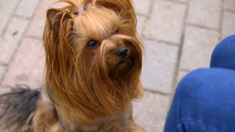 Yorkshire Terrier dog muzzle Stock Footage 95283964