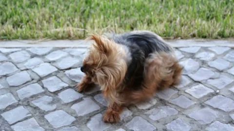 Yorkshire terrier dog scratching Stock Footage