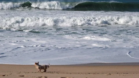 Yorkshire Terrier dog standing on empty beach as waves break in slow motion Stock Footage 168440868