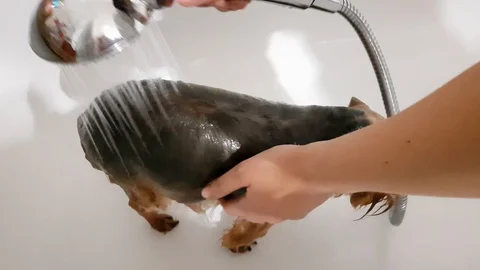 Yorkshire terrier dog taking a bath Stock Footage