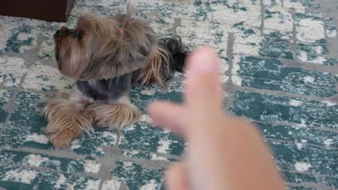 Yorkshire terrier doing a trick Vidéo 150141904