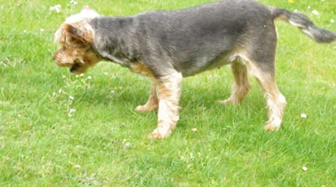 Yorkshire terrier eats grass Stock Footage 37202513