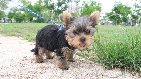 Yorkshire terrier eats grass. Yorkshire terrier on the grass. Stock Footage 170257215