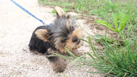 Yorkshire terrier eats grass. Yorkshire terrier on the grass. Stock Footage 170288621