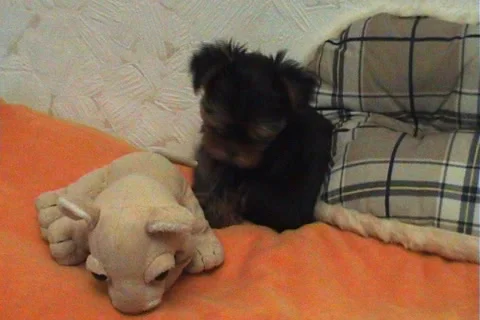 Yorkshire terrier Stock Footage