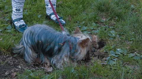 Yorkshire terrier Stock Footage 24275712