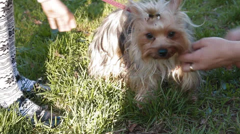 Yorkshire Terrier Stock Footage 24275875