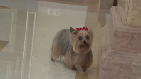 Yorkshire Terrier Stock Footage 41093117