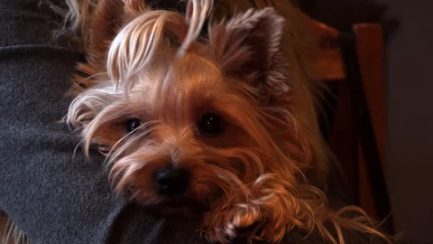 Yorkshire terrier Stock Footage 122699644