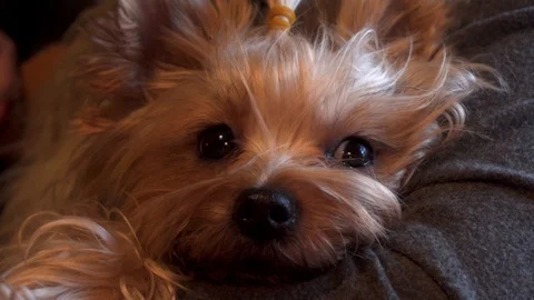 Yorkshire terrier Stock Footage 122699676