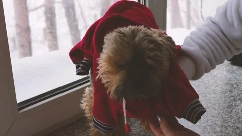 Yorkshire Terrier Gets Ready For Winter Walk And Dressed In Red Winter Suit Stock Footage 302567794
