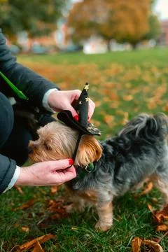 Yorkshire Terrier Getting Wizard Hat Put On for Halloween Foto stock