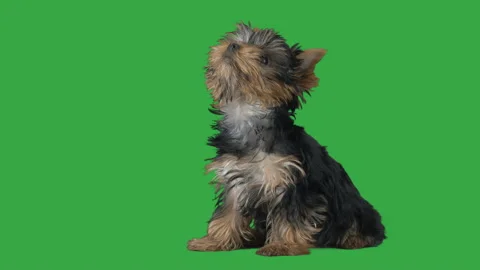 Green terrier hot sale