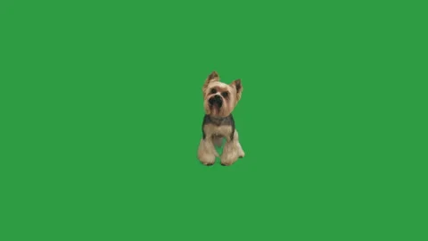 Yorkshire terrier on green screen Stock Footage 108584528