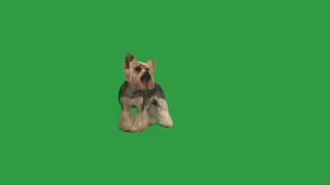 Yorkshire terrier on green screen Video stock 108584530
