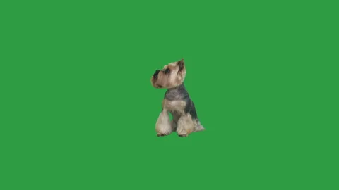 Yorkshire terrier on green screen Stock Footage 108584548