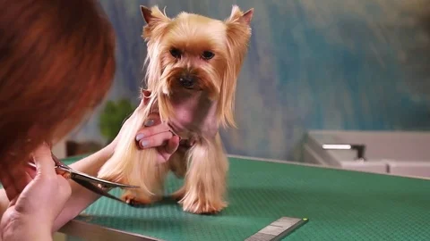 Yorkshire terrier Grooming at Pet Salon Stock Footage