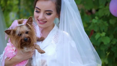 Yorkshire Terrier is in the hands of the bride Stock Footage 85283357